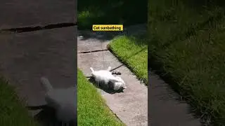 Cat sunbathing #shorts #cat #catsunbathing