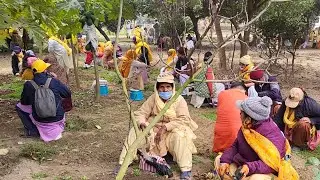 #dayalbagh में 111 वी बसंत पंचमी, वृक्ष धरा का गहना, दयालबाग़ #आगरा के लिए ऑक्सीजन का फेंफड़ा  
