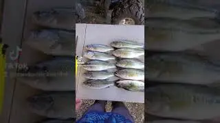 Largemouth vs Kentucky bass identified.