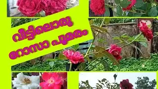 വീട്ടിൽ ഒരു റോസാപൂമരം / How to grow a beautiful rose tree at home #rose #budding #plants