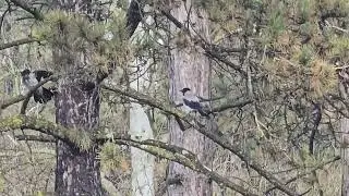 2026-01-29 LJUBLJANA Krajinski park Tivoli PASSERIFORMES Corvus cornix SIVA VRANA