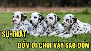 Đinh Bất Nhân Hay Là Đinh Hoàng Nhân Thành 0000🍏NHI ĐT VLOG 2