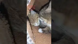 ❤️❤️Motherly love is truly magnificent. It ensures that children have clean hair. #cat#love #kitten