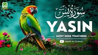 Surah Yaseen | Peaceful Morning Tilawat to Start Your Day with Calmness and Blessings | سورة یس