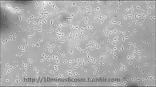 Listeria monocytogenes tumbling motility