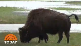 9-Year-Old Survives Bison Attack At Yellowstone | TODAY