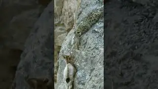 Hunting on the slopes #shorts #animals