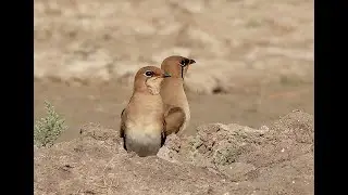 COLLARED PRATINCOLE (Gujarat, India)