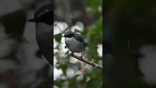 Male grey bush chat. Bird voice , bird watching Himalayan wildlife #birdwatching #birdsounds #birds