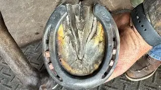 Putting Horseshoes on JoJo, a foundered barrel racing horse. Satisfying Hoof Restoration by Farrier 