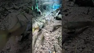 Datang Ikan Channa Ini Langsung Bubar Sekumpulan Ikan Lain