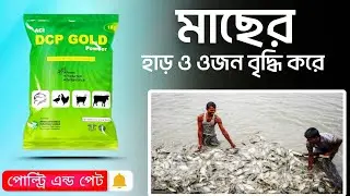মাছের দ্রুত ওজন বৃদ্ধিতে খাওয়ান DCP GOLD
