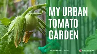 Growing Tomatoes in the Heart of the City! | Urban Gardening | OneMindZone