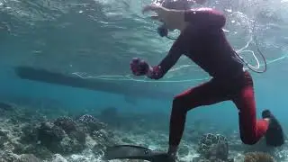 Searching for Blue Tang