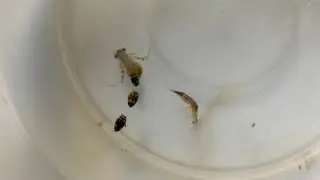 夏普氏粒龍蝨和中華粒龍蝨