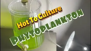 How To Culture Phytoplankton