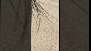 Shadow of beach grass on sand