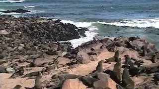 Seals on the Skeleton Coast.m4v