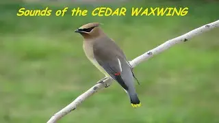 CEDAR WAXWING Sounds ~ Call ~ Song ~ Whistle ~ Nature Shared