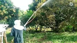 Spraying Mango at 32days flower / applying insecticide and fungicide