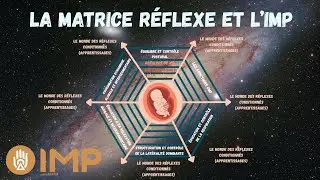 La matrice r&eacute;flexe et l'IMP