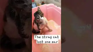 💔poor stray cat became a cool and unique cutie after being saved❤️#cat #love #kindness #help