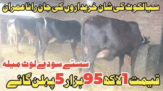 رانا عمران سیالکوٹ 7 خوبصورت گائے دستیاب 30 دسمبر 2025 Farming and Business Ideas