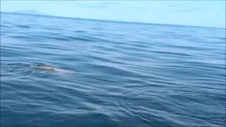 Saturday 14th Sep 2013 Dolphins
