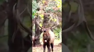 Red Deer Stag Roaring | Incredible Wildlife Footage #animals #wildlife #animals