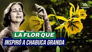 Flor que INSPIRÓ a CHABUCA GRANDA en PELIGRO😢