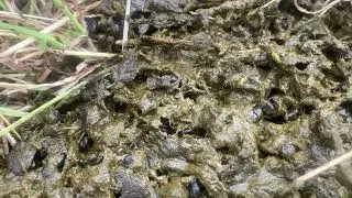 Quick video of some dung beetles at work!