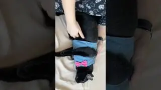 Simple belly massaging technique for cat constipation