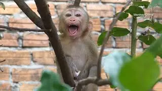 Donal Cry Very Loudly On The Tree When Mom Not Play With