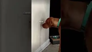 Funny animal voice over videos (Not Mine) credits to @dustymdouglas