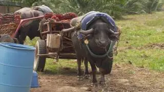 Utilidad de los búfalos en las fincas | La Finca de Hoy