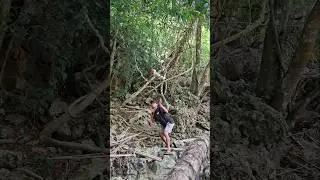 catch a little pretty chicken #nature #shortsviral