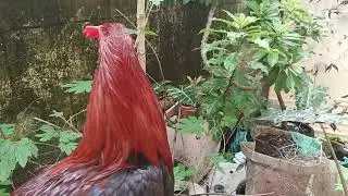 Bulag na manok, pa advice naman sa gamotan,PM