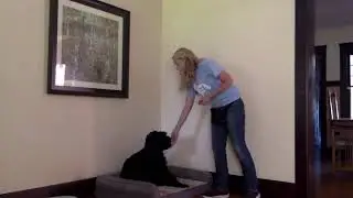 Puppy Manners Class #1