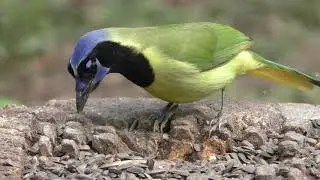 Green Jay