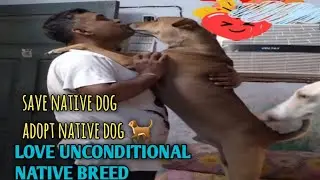 #LOVE UNCONDITIONAL #NATIVE BREED BEST FAMILY PET #PLAYING BOXING WITH GOOPHY THE NATIVE DOG BREED 🐕
