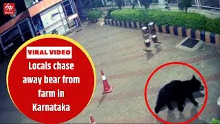 Locals chase away bear from farm in Karnataka |ETV Bharat