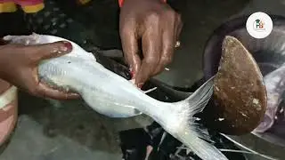 सींघाला मछली फ्राई 2025 ।। desi cooking machali fry ।।singhala machali 2025 #viral 