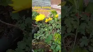 bunga aster kuning , koleksi bunga cantik saya 7 #bunga #bungadalampot #bungacantik #aster