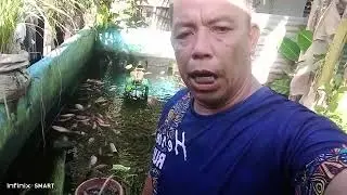 Water management of Red tilapia pond