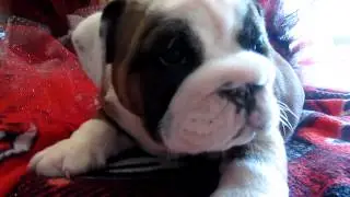 SOLD ZORRO 6 WEEKS OLD