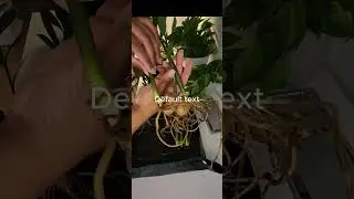 The more the merrier... Potting two ZZ Plants together.