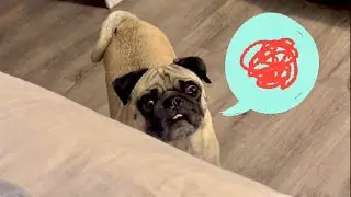 Bowser Pug Whining