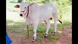ONGOLE BULL for sale,,, cost 35,000