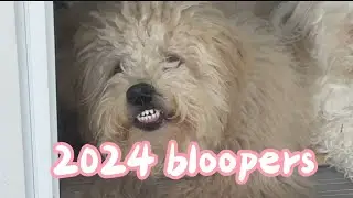 2024 Bloopers of a small business