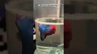 😱Betta Fish Breeding Full Process | Male Female Love & Baby Care 🐠🔥#viralvideo #viral #shorts #fish